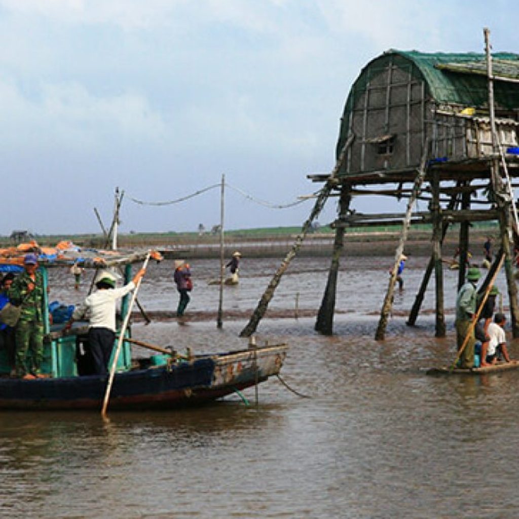 Net fishing in Nam Dinh