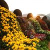 Moc Chau Happy Land