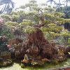 Mr. Mai Phi Tree
