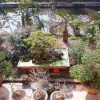 Mr. Mai Phi Garden