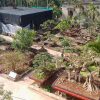 Vi Khe Bonsai Village
