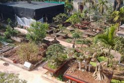 Vi Khe Bonsai Village