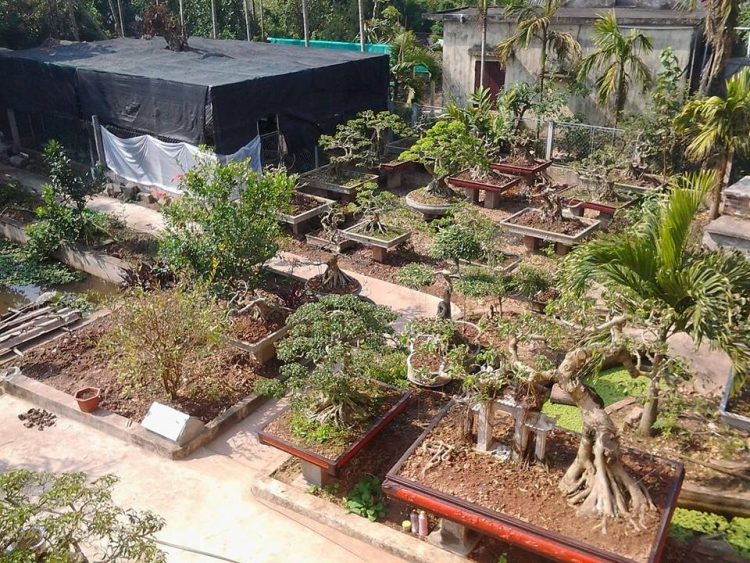 Vi Khe Bonsai Village