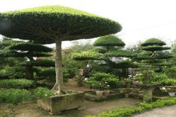 Vi Khe bonsai village