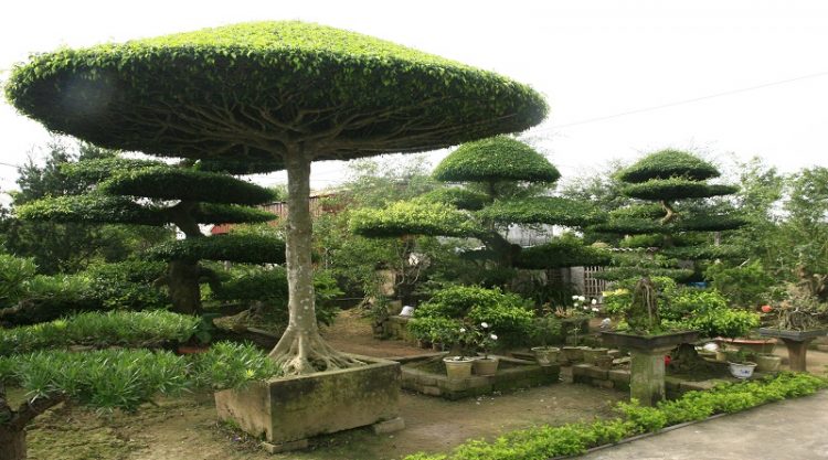 Vi Khe bonsai village