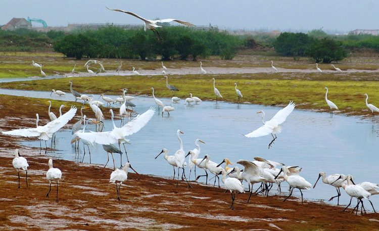 Xuan Thuy National Park