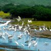 Xuan Thuy National Park Vietnam ecotours