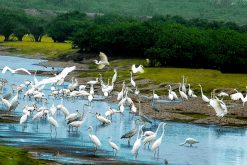 Xuan Thuy National Park Vietnam ecotours