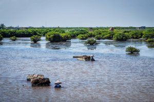 Xuan Thuy national park nam dinh ecohost asia