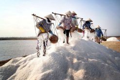 salt field vietnam ecotourism