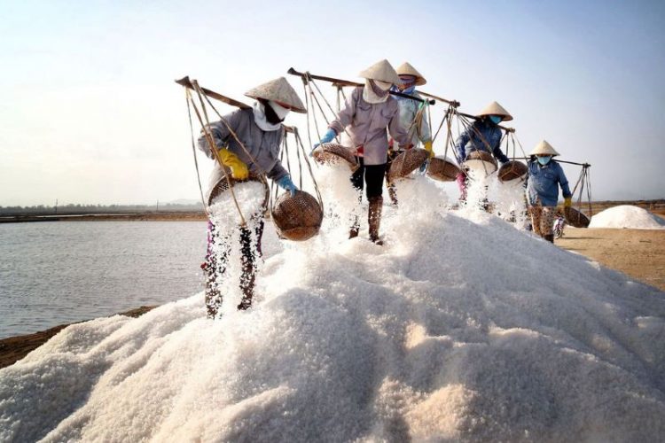 salt field vietnam ecotourism