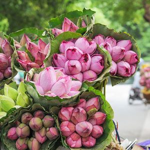 travel tips for hanoi eco tour vietnam eco tour package