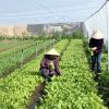 vegetable village