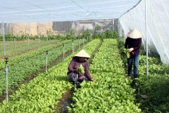 vegetable village