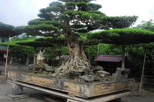 vi khe bonsai village ecohost asia
