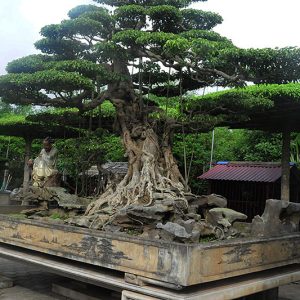 vi khe bonsai village ecohost asia