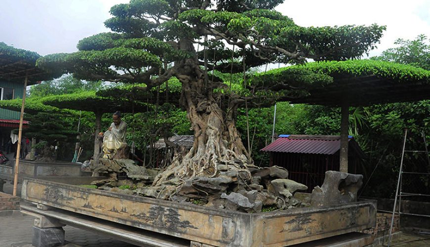 vi khe bonsai village ecohost asia