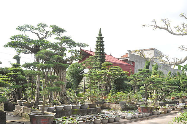 vi khe bonsai village nam dinh ecohost packages
