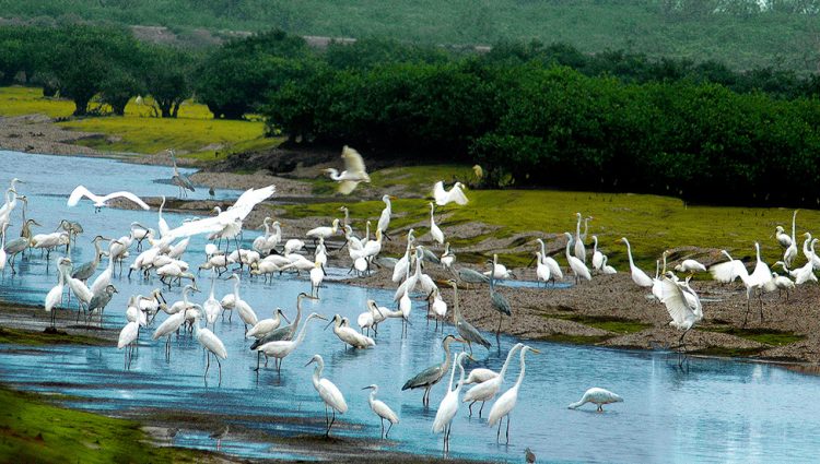 Xuan Thuy national park