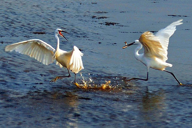 xuan thuy national park nam dinh ecohost packages