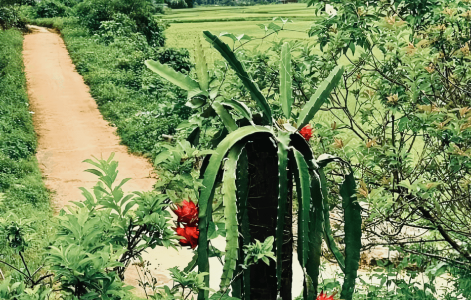 Hữu Liên Homestay