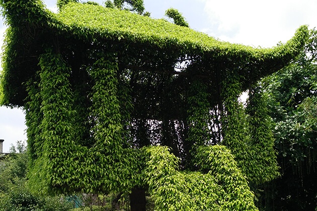 Làng cây Vị Khê ở Nam Định