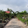 làng cây cảnh Vị Khê