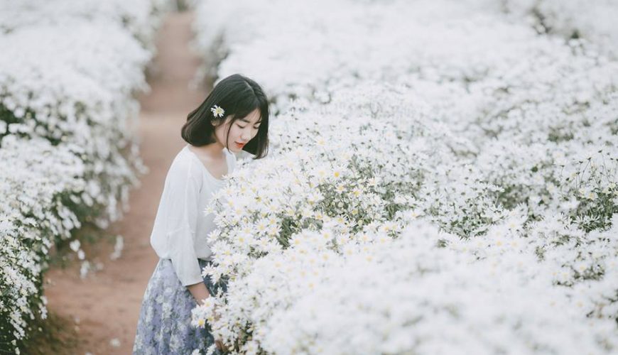 MÀU TRẮNG TINH KHÔI CÚC HỌA MI NAM ĐỊNH “ĐỐN NGÃ” GIỚI TRẺ